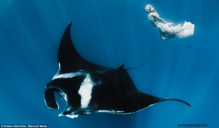 Manta Ray:Duchovní zvířecí průvodce, totem, symbolika a význam 