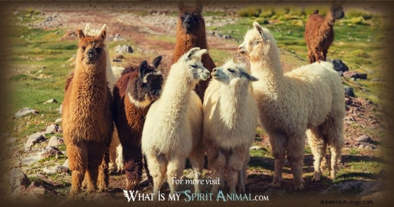 Lama &Alpaca:Spirit Animal Guide, Totem, symboliek en betekenis 