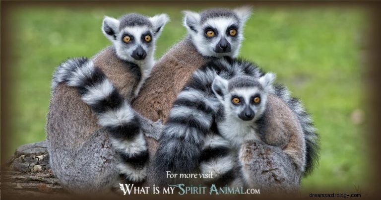 Lemur:Spirit Animal Guide, Totem, Symbolik und Bedeutung 