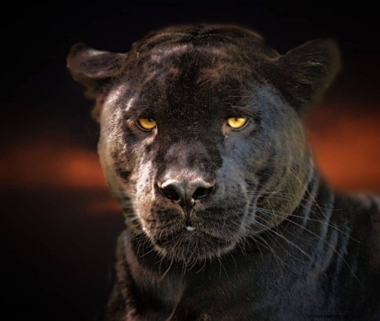 Cougar:Spirit Animal Guide, Totem, symboliek en betekenis 
