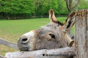 Burro:Guia Animal Espiritual, Totem, Simbolismo e Significado 