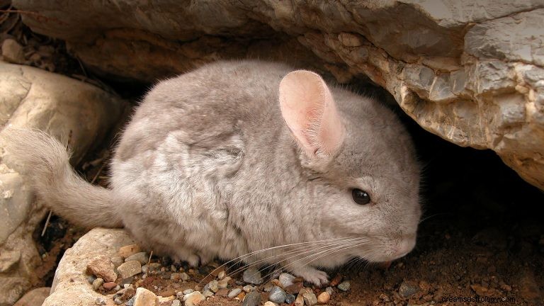 Chinchilla:Spirit Animal Guide, Totem, Symbolism and Meaning 