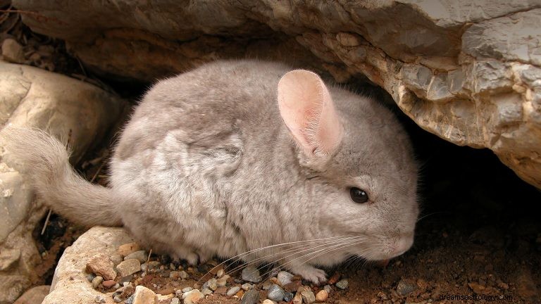 Chinchilla:Spirit Animal Guide, Totem, Symbolik und Bedeutung 