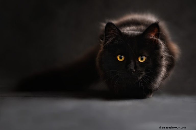 Katze:Spirit Animal Guide, Totem, Symbolik und Bedeutung 