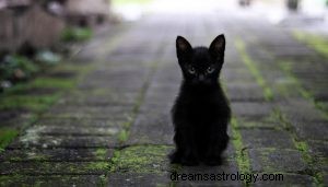 黒猫：スピリットアニマルガイド、トーテム、象徴主義と意味 