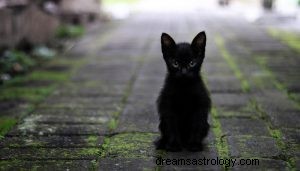 Kucing Hitam:Panduan Hewan Roh, Totem, Simbolisme, dan Arti 