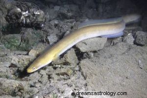 Eel:Spirit Animal Guide, Totem, Symbolism and Význam 