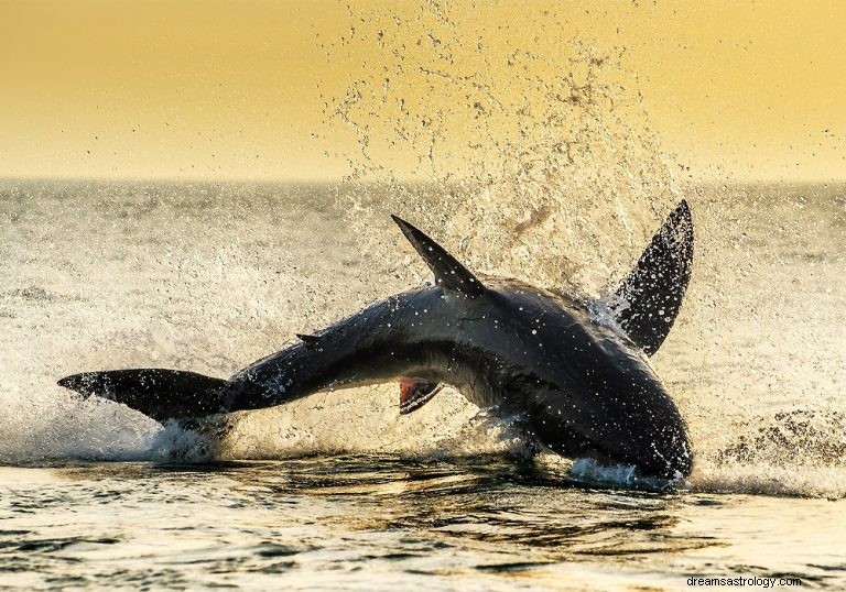 Peixe-gato:guia animal espiritual, totem, simbolismo e significado 