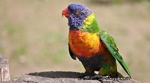 Papuga:duchowe zwierzę, totem, symbolika i znaczenie 