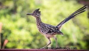 Roadrunner:Spirit Animal Guide, Totem, Symbolism and Význam 