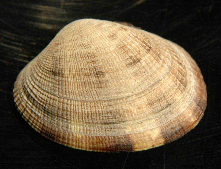 Clams:Spirit Animal Guide, Totem, Symbolism and Meaning 