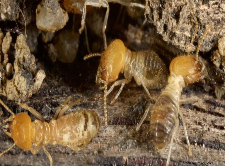 Co to znamená snít o termitech? 