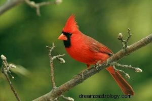 Cardinal :animal spirituel, totem, symbolisme et signification 
