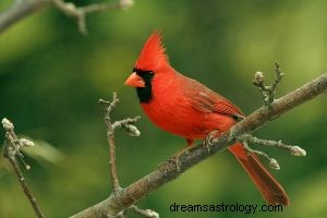 Cardinale:spirito animale, totem, simbolismo e significato 