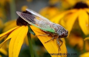 Cicade:geestdier, totem, symboliek en betekenis 