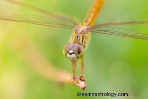 Dragonfly:Spirit Animal, Totem, Symboliek en Betekenis 