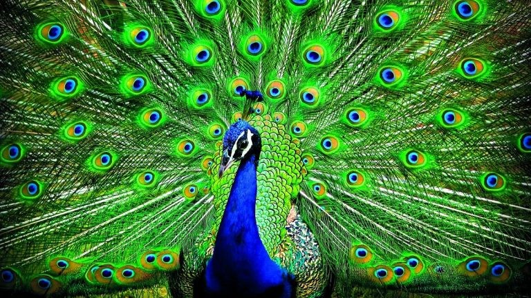 Peacock:geestdier, totem, symboliek en betekenis 