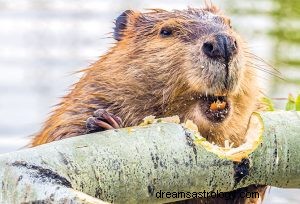 Beaver:Spirit Animal, Totem, Symbolism og Meaning 