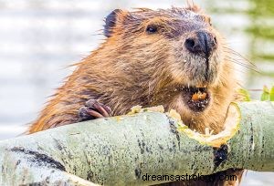 Bever:geestdier, totem, symboliek en betekenis 