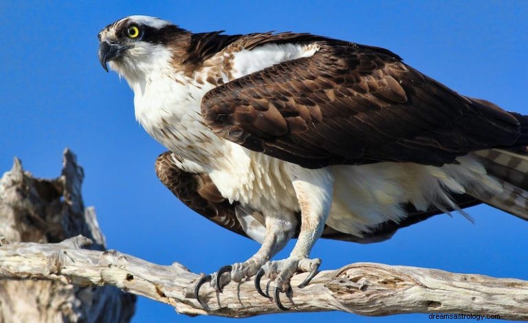 Osprey:Hewan roh, Totem, Simbolisme dan Arti 