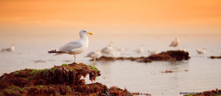 Mouette et hareng :animal spirituel, totem, symbolisme et signification 