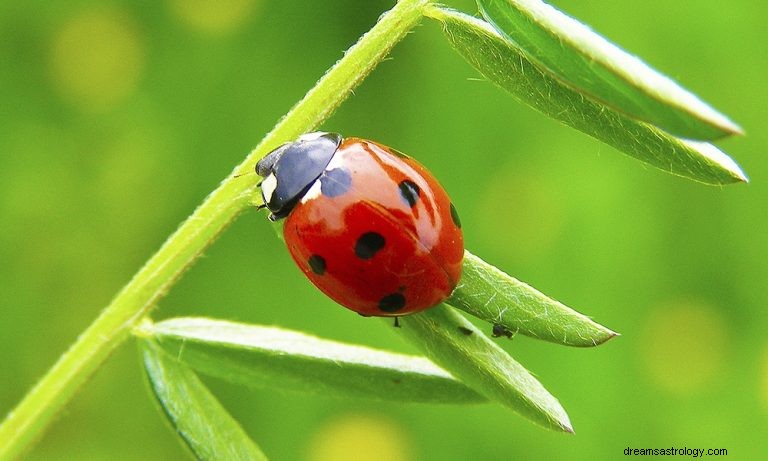 Biedronka:duchowe zwierzę, totem, symbolika i znaczenie 