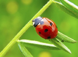 Coccinelle :animal spirituel, totem, symbolisme et signification 