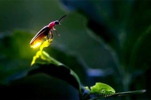 Firefly:geestdier, totem, symboliek en betekenis 