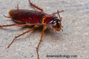 Kackerlacka:Andedjur, totem, symbolik och mening 