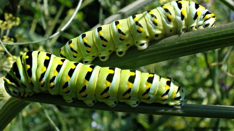 Housenky:Duchovní zvíře, totem, symbolika a význam 