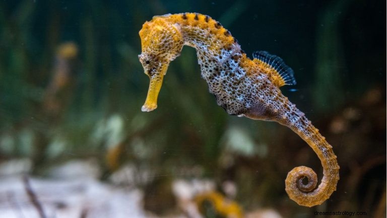 Caballitos de mar:espíritu animal, tótem, simbolismo y significado 