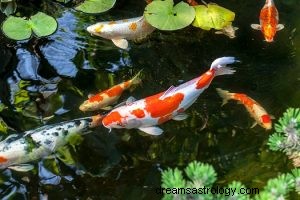 Koi Fish:Animal Espiritual, Totem, Simbolismo e Significado 