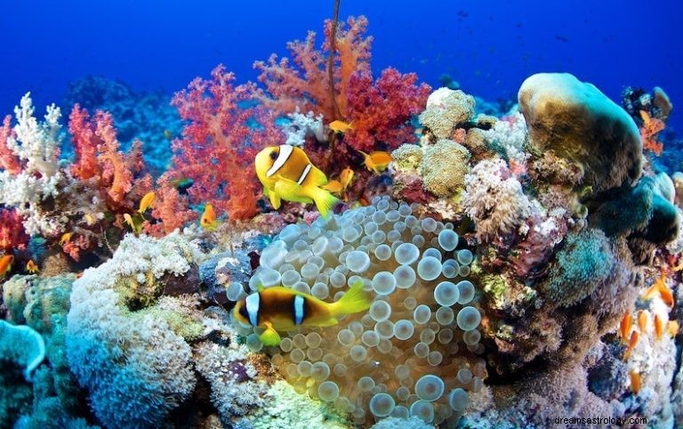 サンゴ：スピリットアニマル、トーテム、象徴性と意味 