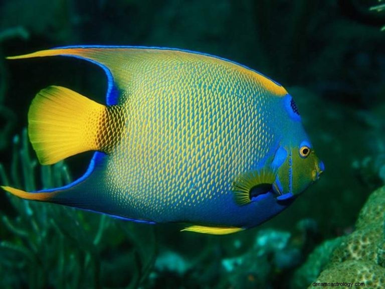 Angelfish:Spirit Animal, Totem, Symboliek en Betekenis 