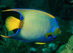 Angelfish:Åndedyr, totem, symbolik og mening 
