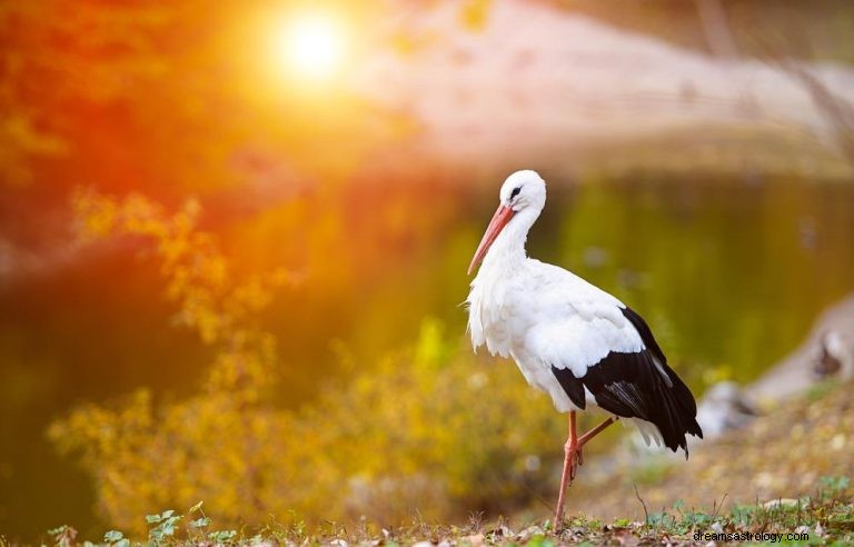 Cegonhas:Animal Espiritual, Totem, Simbolismo e Significado 