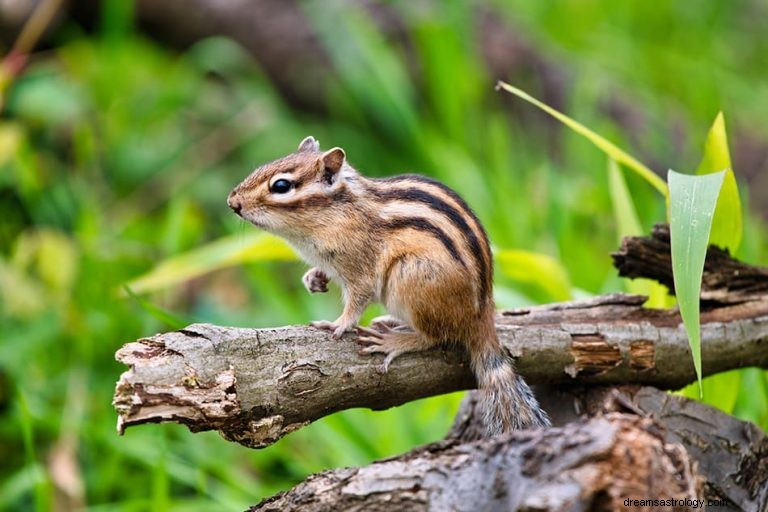 Chipmunk:Duchovní zvíře, totem, symbolika a význam 