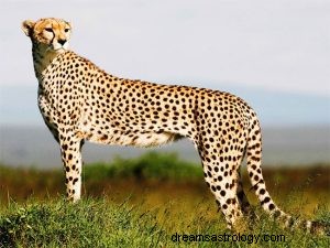 Gepard:Åndedyr, totem, symbolik og mening 