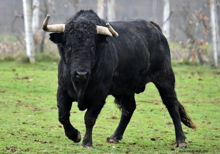 Tyr/okse:Åndedyr, totem, symbolik og betydning 