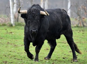 Toro/Buey:Espíritu Animal, Tótem, Simbolismo y Significado 