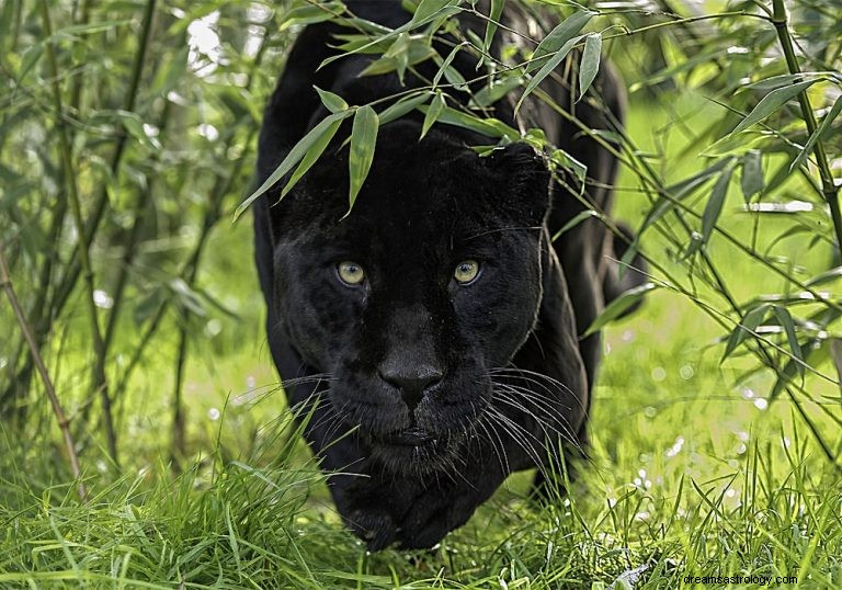 Czarna Pantera:duchowe zwierzę, totem, symbolika i znaczenie 