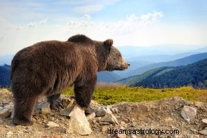 Niedźwiedź:duchowe zwierzę, totem, symbolika i znaczenie 