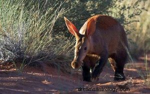 Oryctérope :animal spirituel, totem, symbolisme et signification 