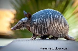 Armadillo:Åndedyr, totem, symbolikk og mening 