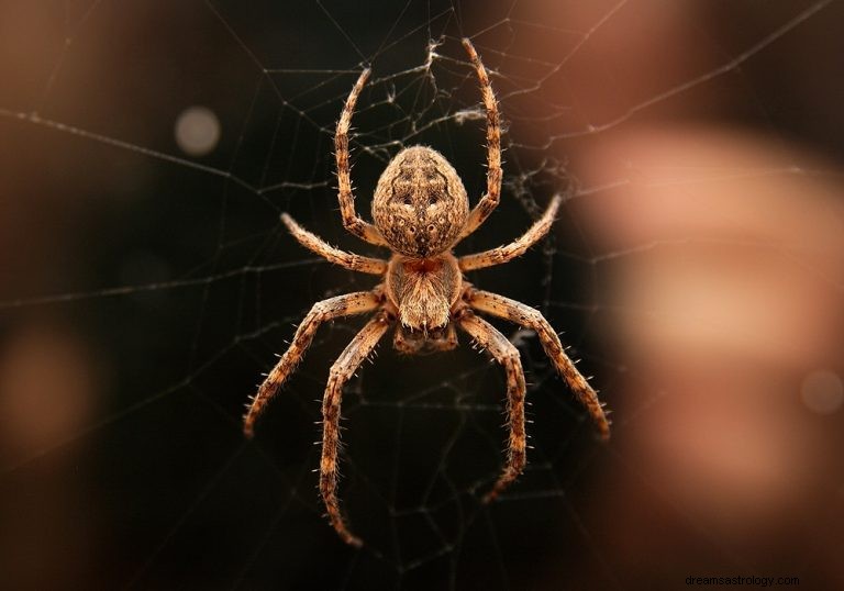 Spinne:Krafttier, Totem, Symbolik und Bedeutung 