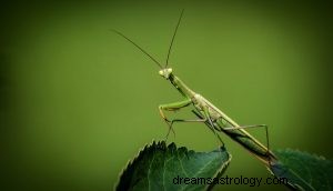 Mantis Religiosa:Espíritu Animal, Tótem, Simbolismo y Significado 