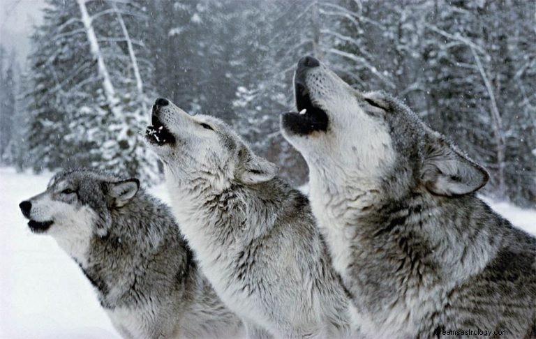 Vlk:Duchovní zvíře, totem, symbolismus a význam snu 