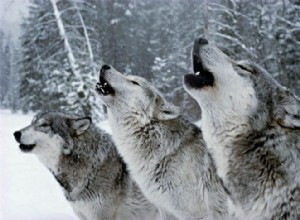 Loup :animal spirituel, totem, symbolisme et signification des rêves 