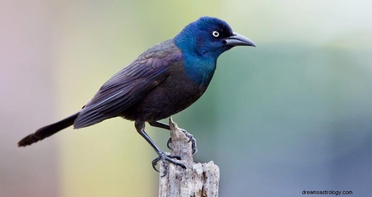 Grackle:Duchovní zvíře, totem, symbolika a význam 