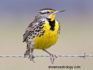 Meadowlark:Krafttier, Totem, Symbolik und Bedeutung 